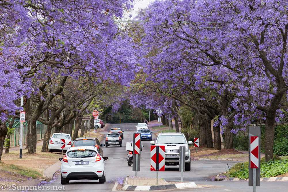 Purple jacaranda street