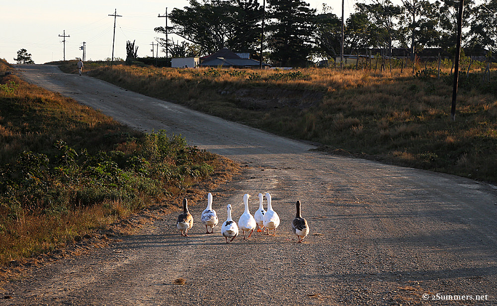 Geese on the Wild Coast