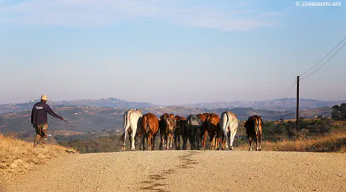 Herding cows in the Transkei