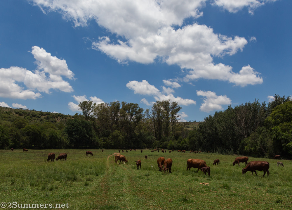Cows at Hennops