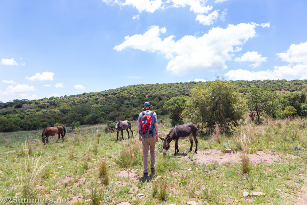 Ray with horses