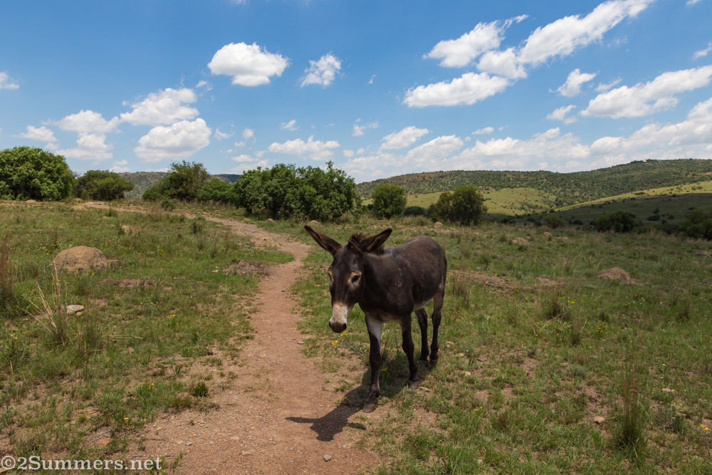 Donkey on Hennops trail