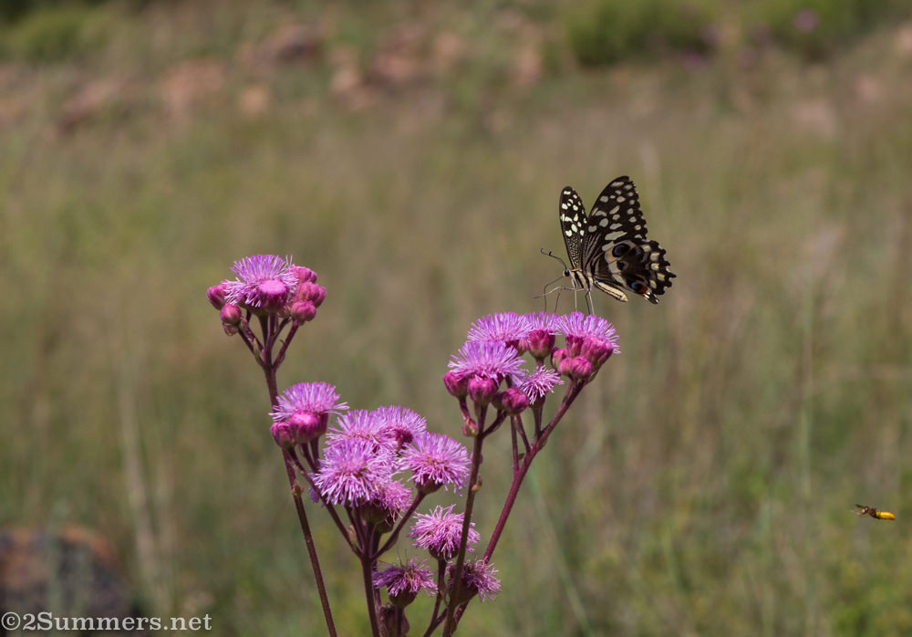 Flowers and butterflies