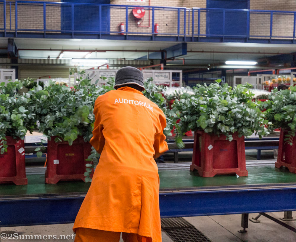 Distributing flowers