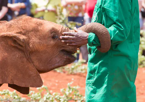 Elephant orphan with caretaker at DSWT, Karen