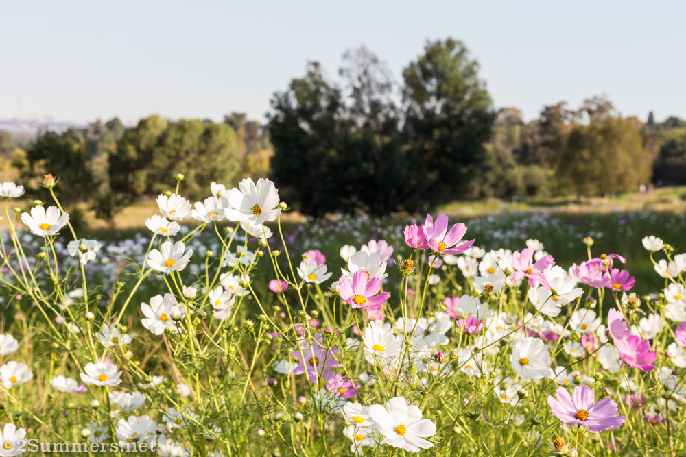 Explosion of cosmos in Delta Park