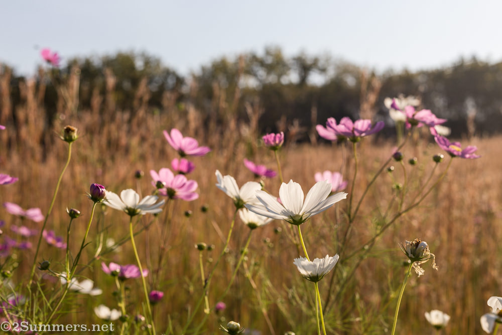 Cosmos and grass