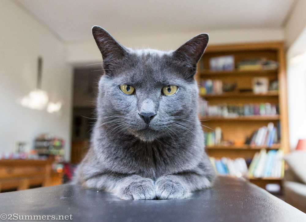 The Melville Cat in the lounge