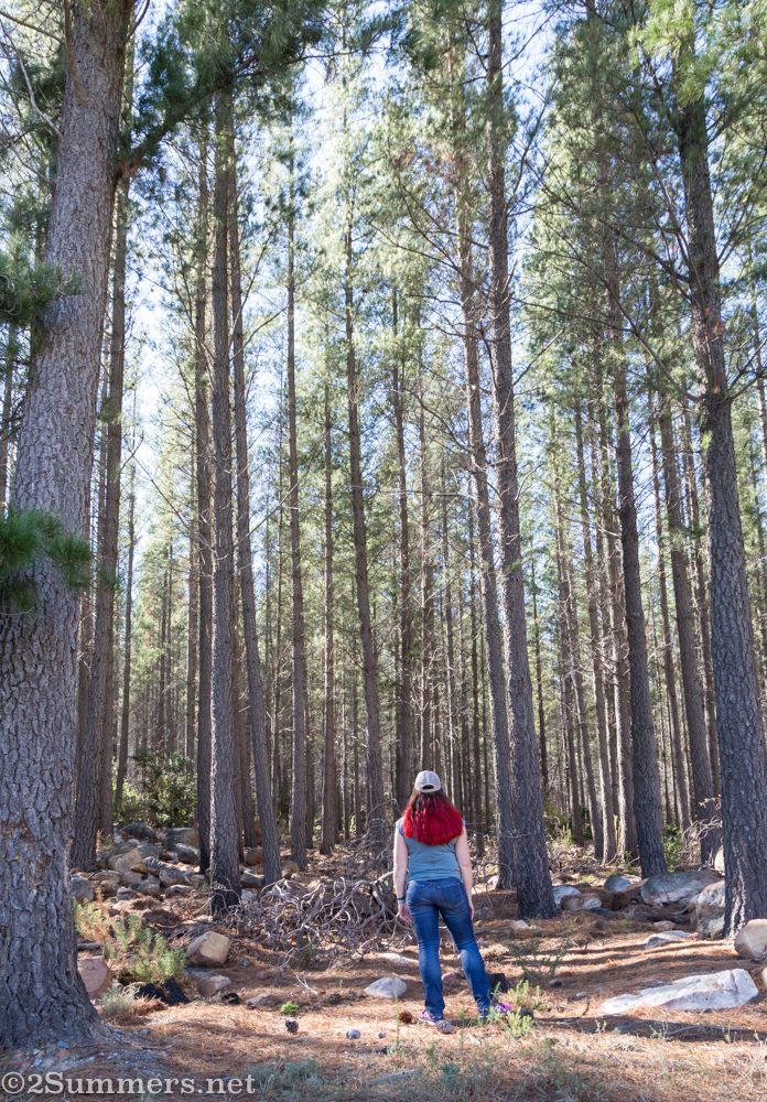 Heather in Jonkershoek