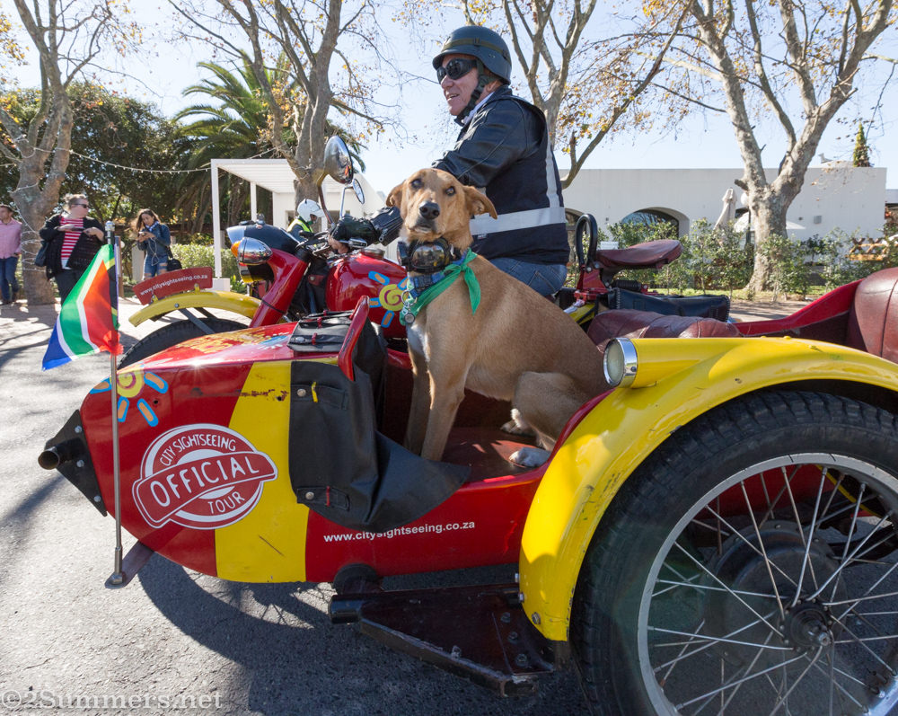 Brody the dog in a Cape Sidecar