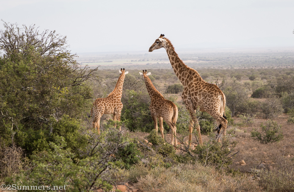 Giraffe family