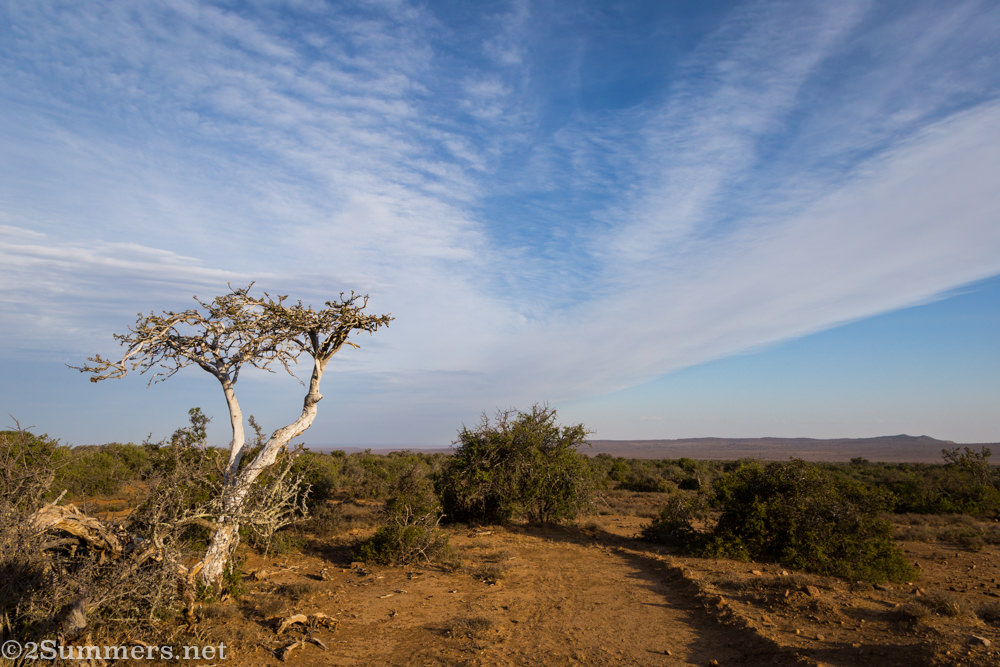 Karoo Shepherd’s tree