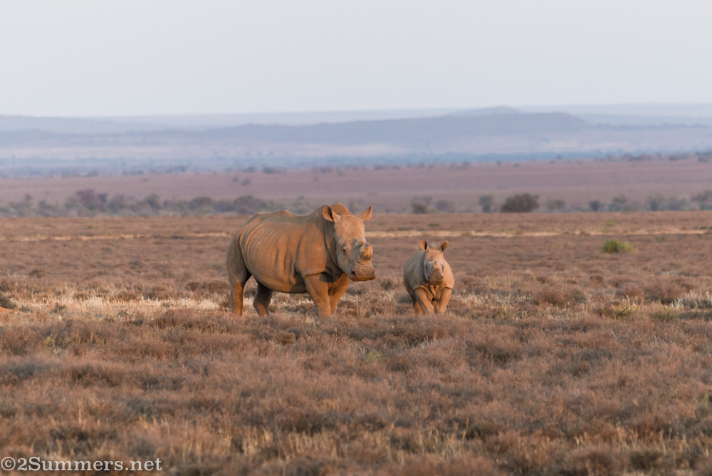 Mom and baby animals