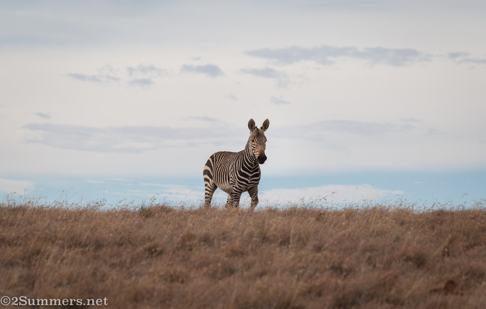 Mountain zebra