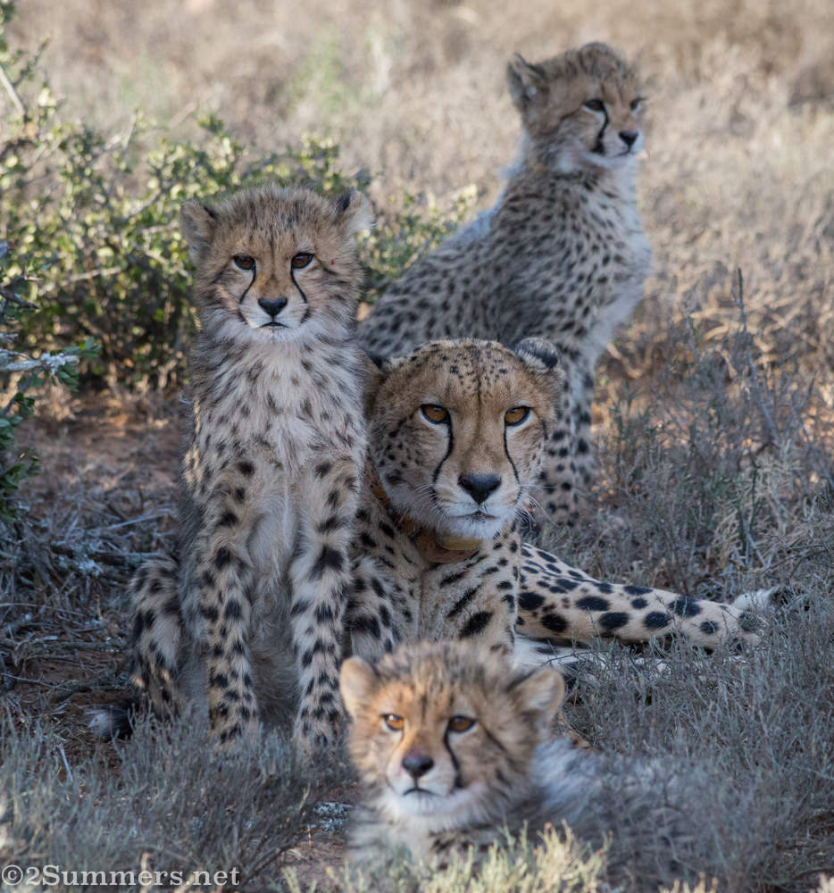 Cheetahs