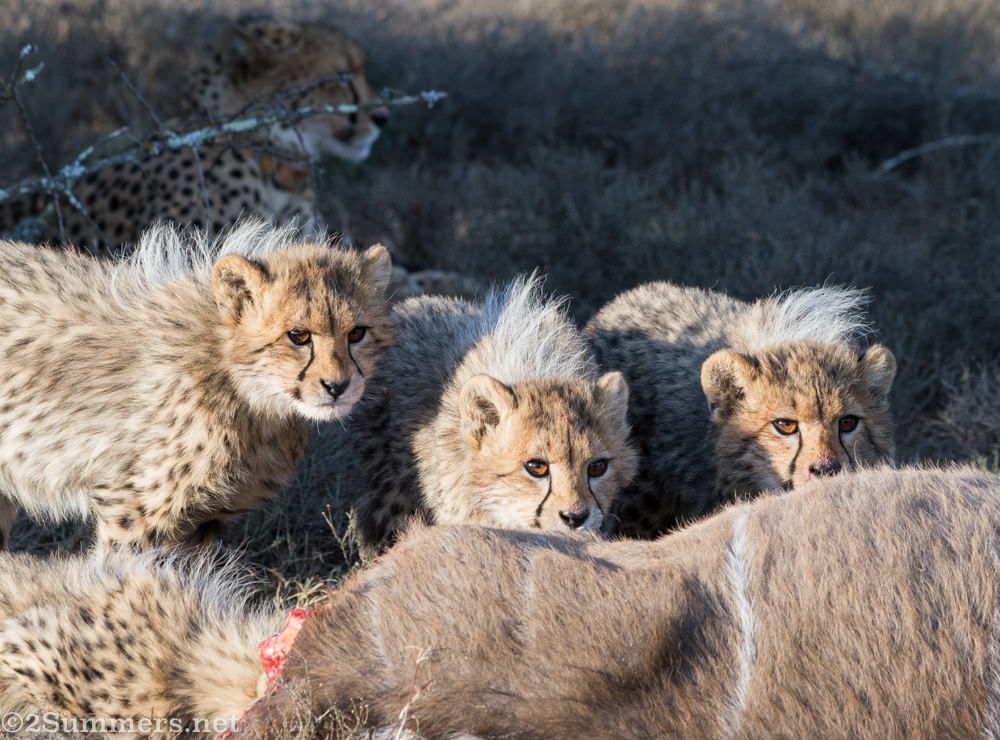 Three cheetah cubs