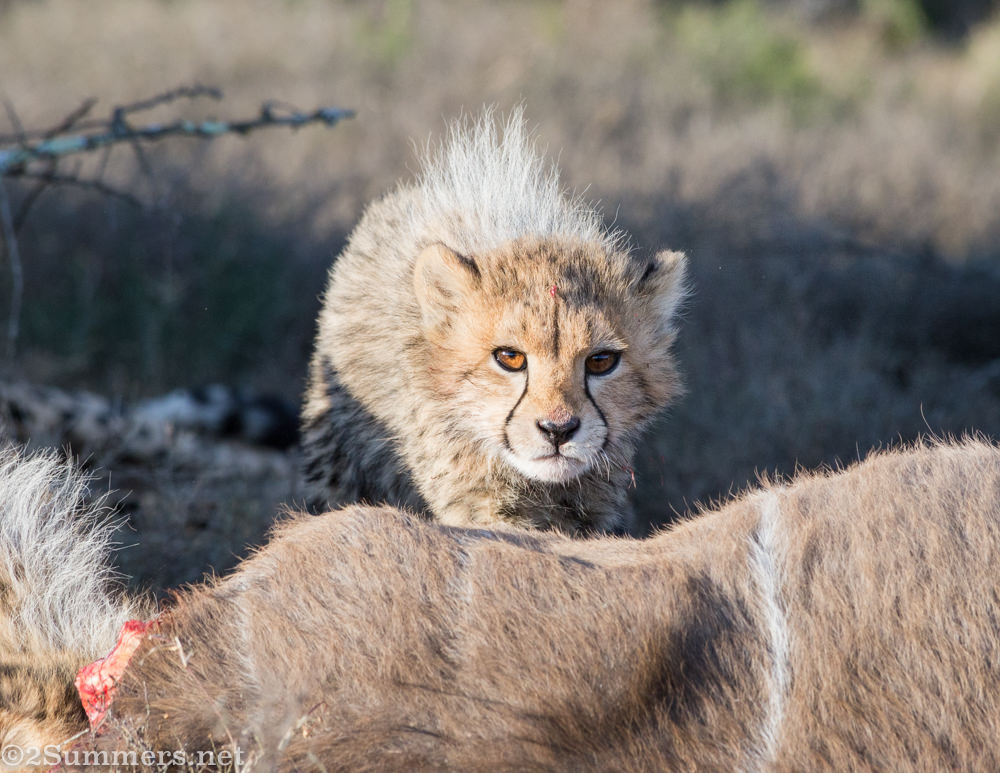 Cheetah cub
