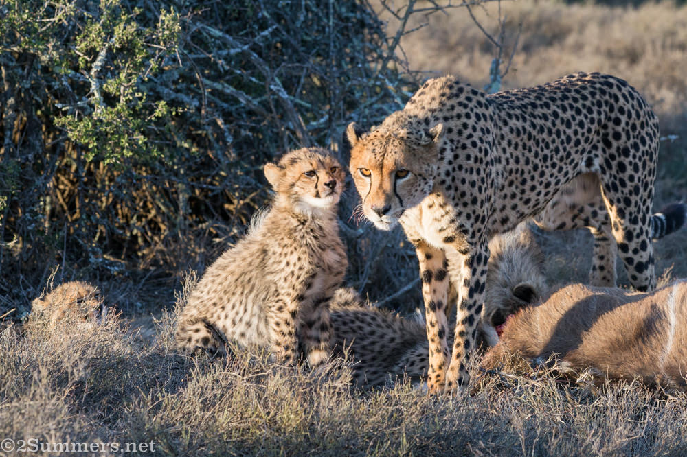 Cheetah mom stands up