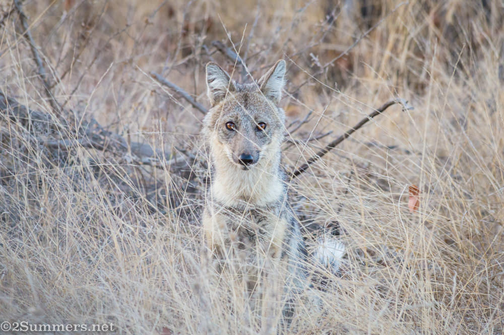 Side-striped jackal in the grass