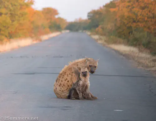 Mom and baby hyena - mom looking away