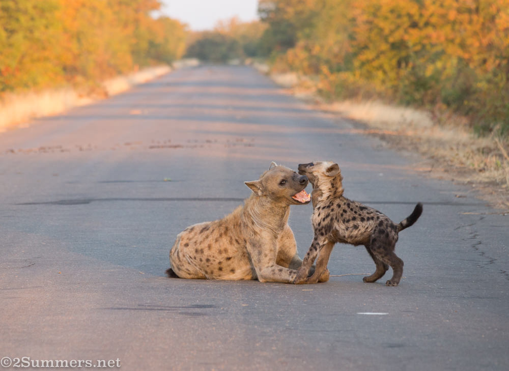 Mom and hyena cub playing