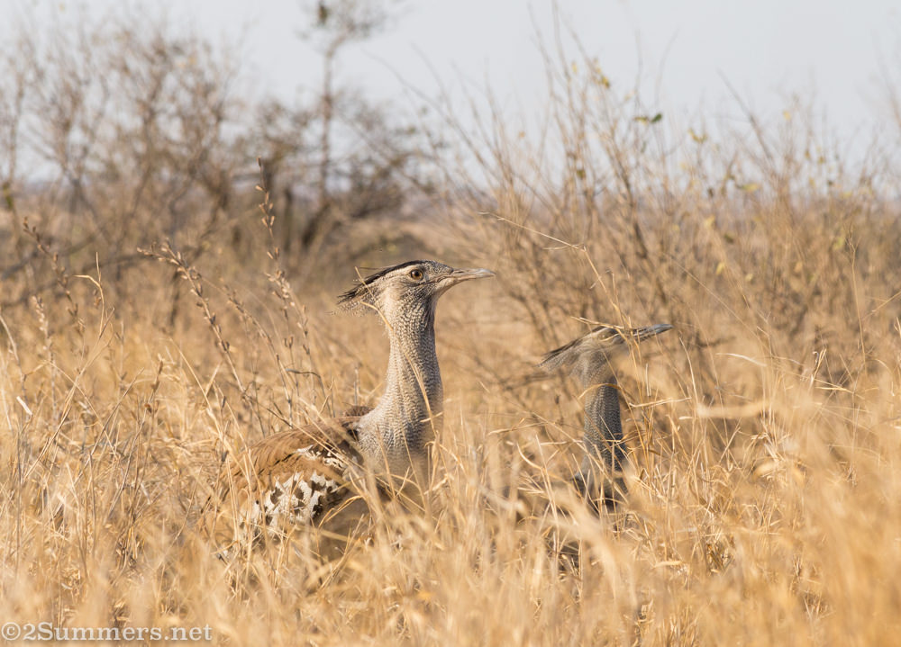 Kori bustards in Kruger