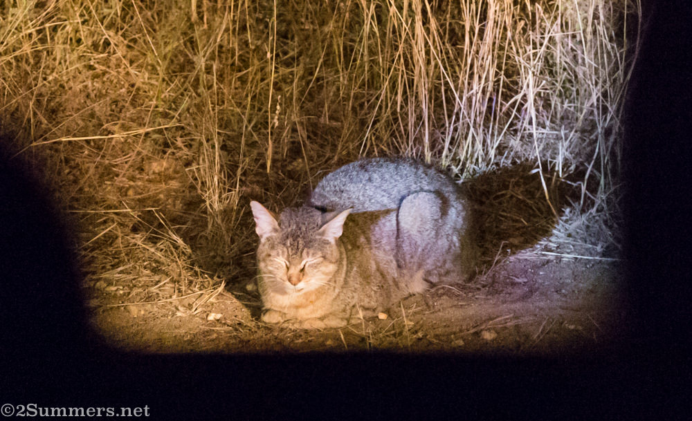African wildcat in Kruger