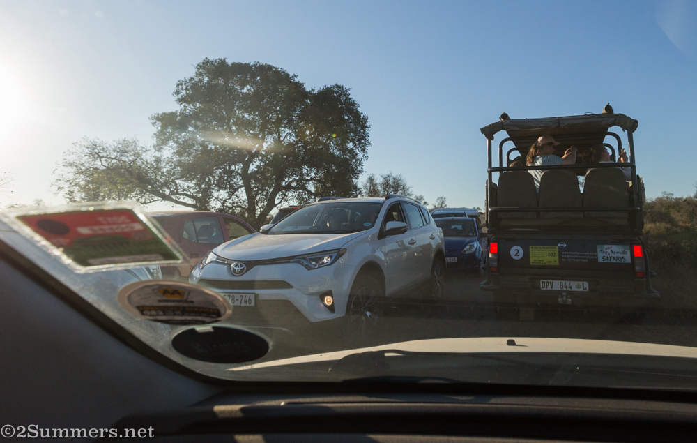 Traffic near lion sighting