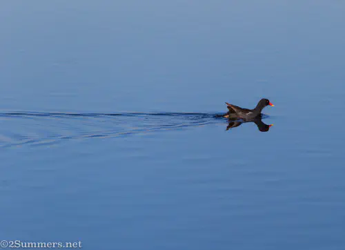 Duck at Marievale Bird Sanctuary