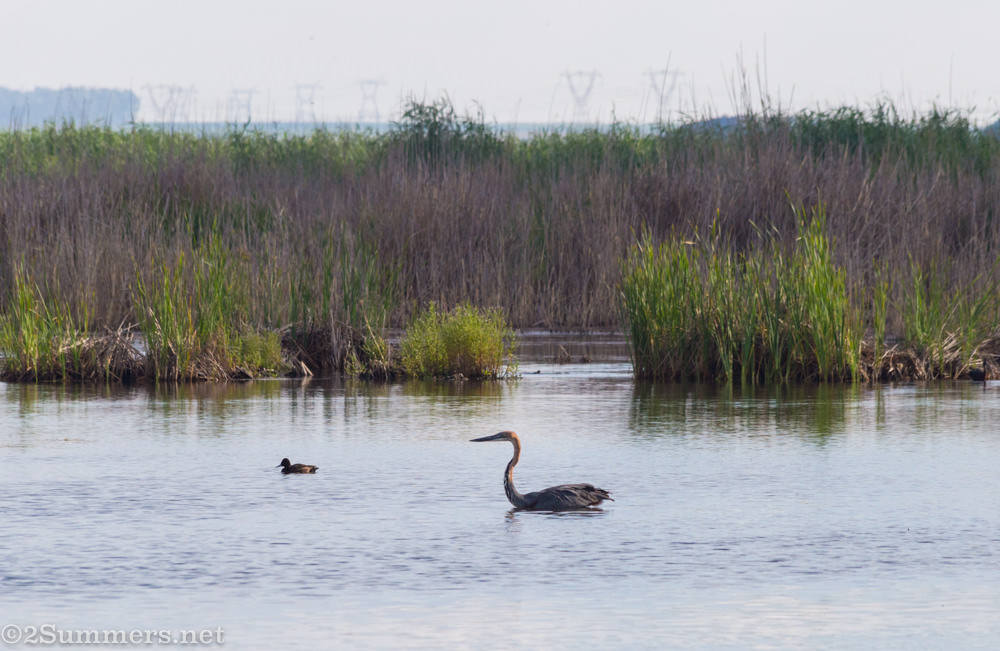 Goliath heron at Marievale