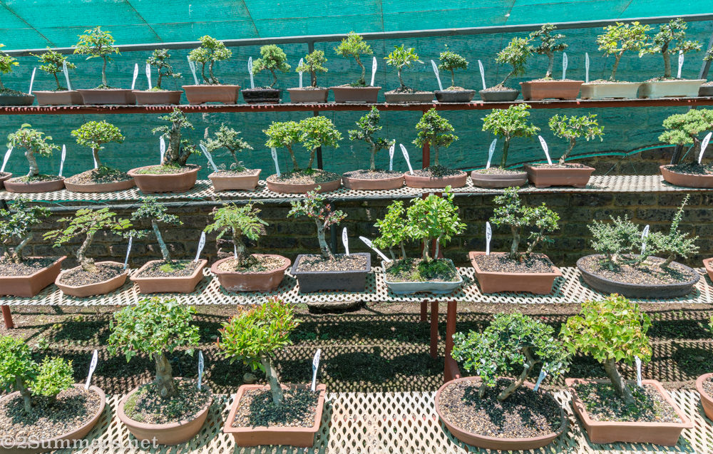 Bonsais for sale at Bonsai Magic