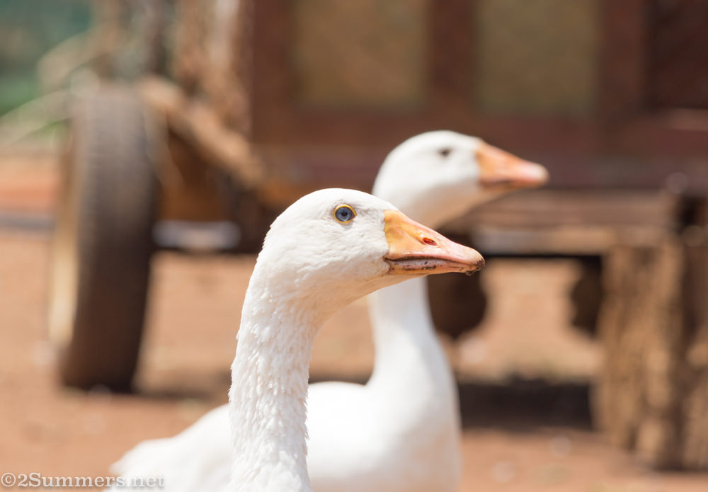 Geese at Brightside Farm