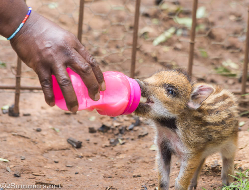 Baby boar drinking milk