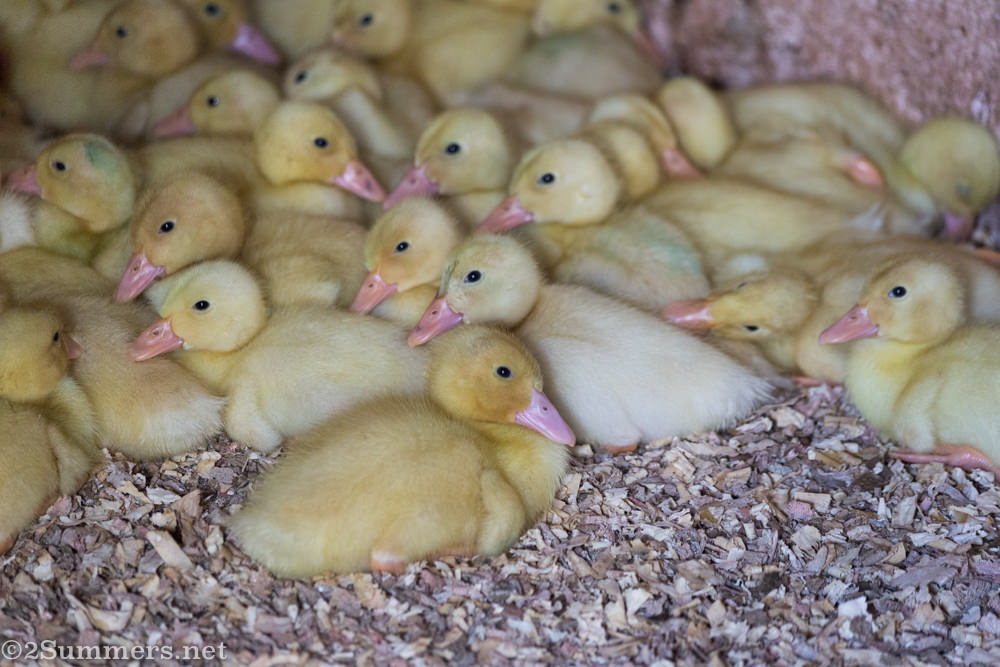 Ducklings at Brightside Farm