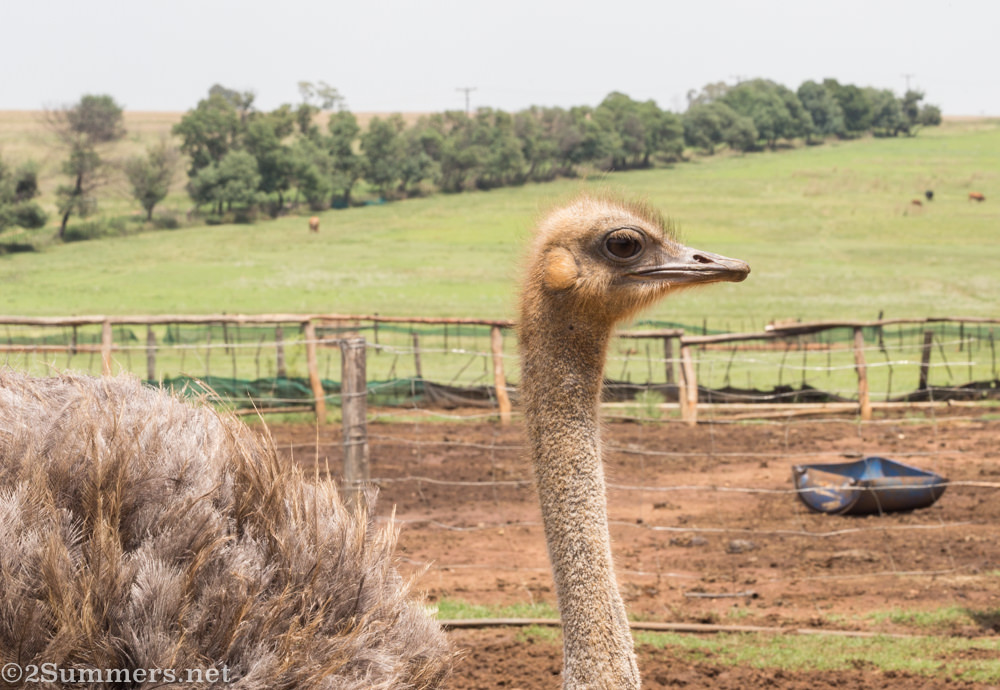 Ostrich at Brightside