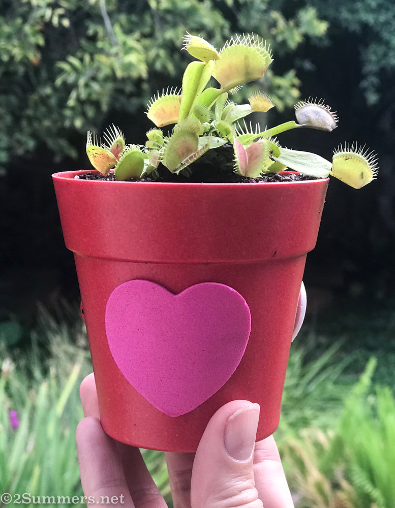 Valentine’s fly trap