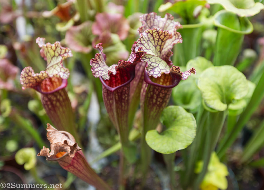 American trumpet pitchers