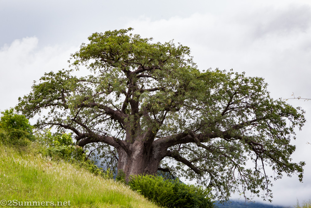 Baobab tree in Malawi