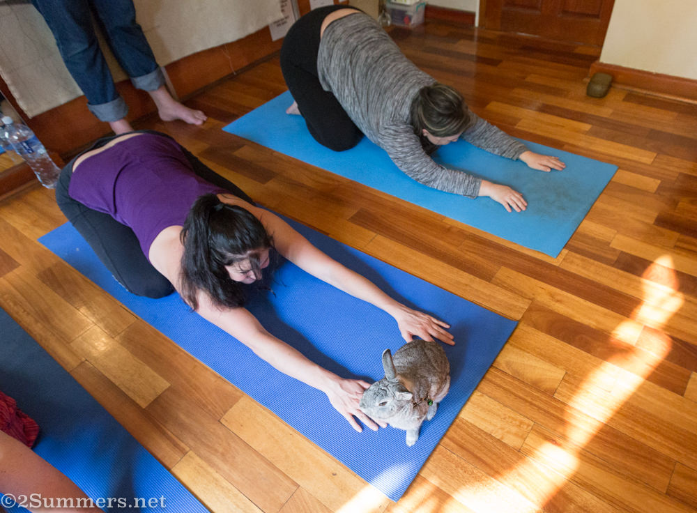 stretching with bunnies