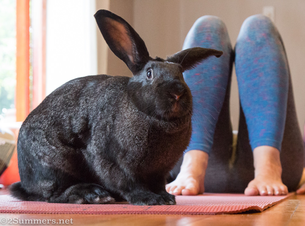 Bunny and feet