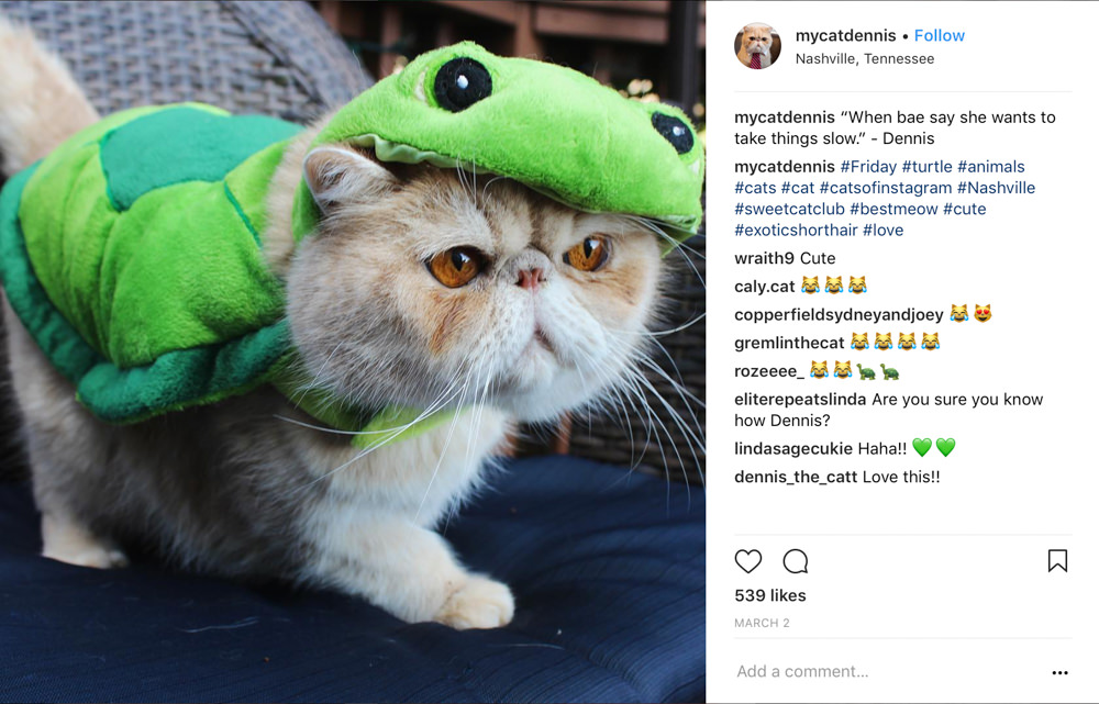 Dennis the cat in a frog suit