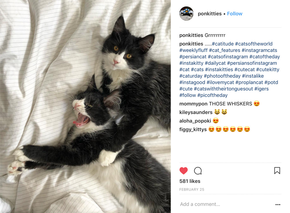 Ponkitties - Titan and Atlas