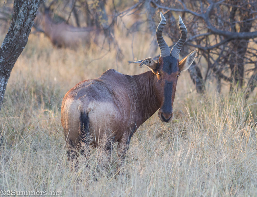 Red Hartebeest in Dinokeng