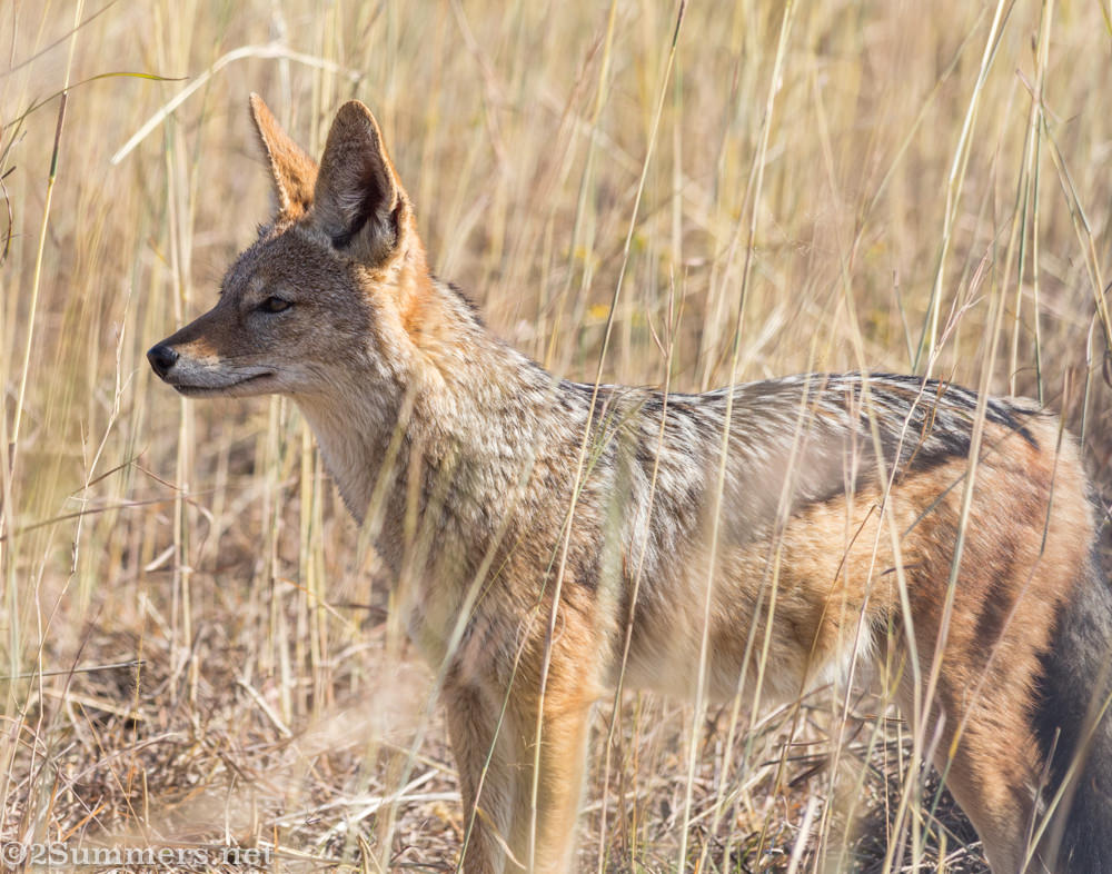 Jackal in Dinokeng