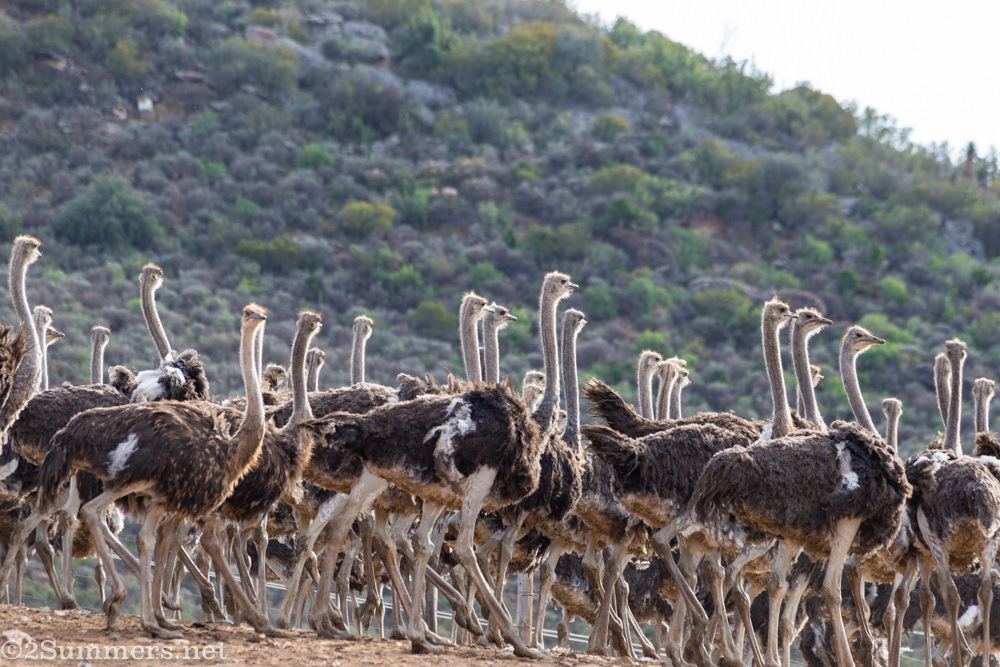 Oudtshoorn ostriches