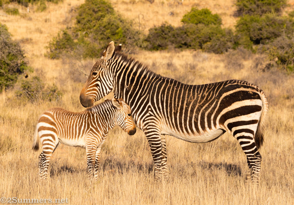 Mountain zebras at Mountain Zebra National Park