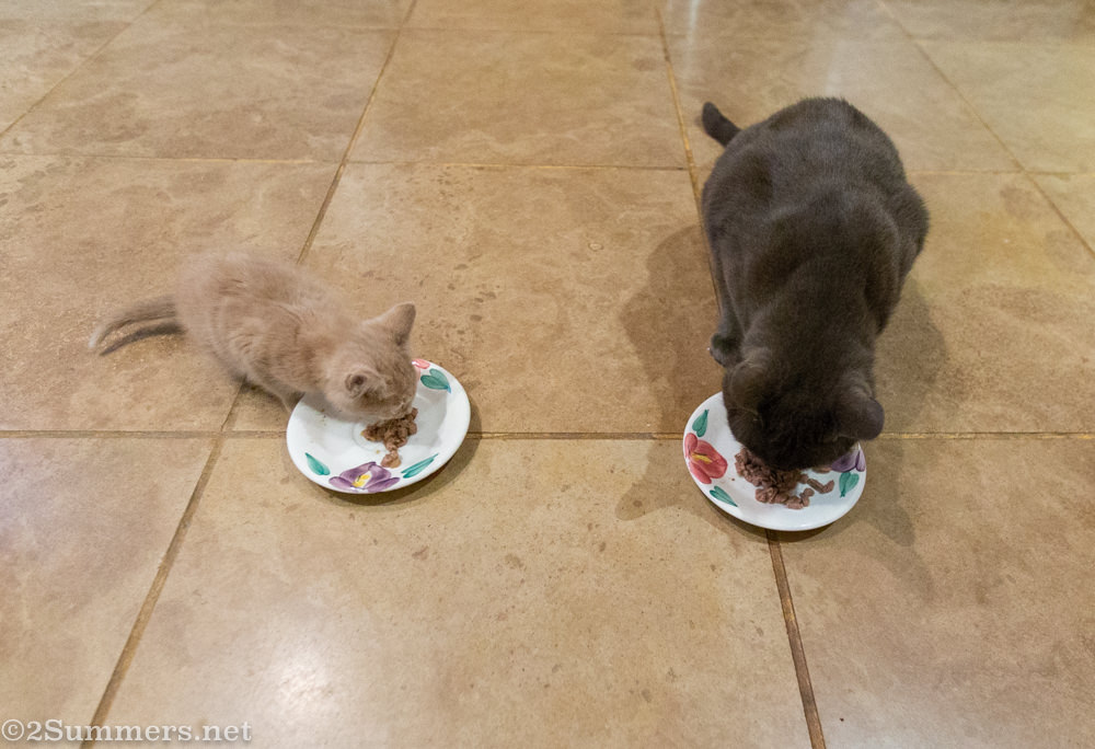 Trixie and Smoket eating