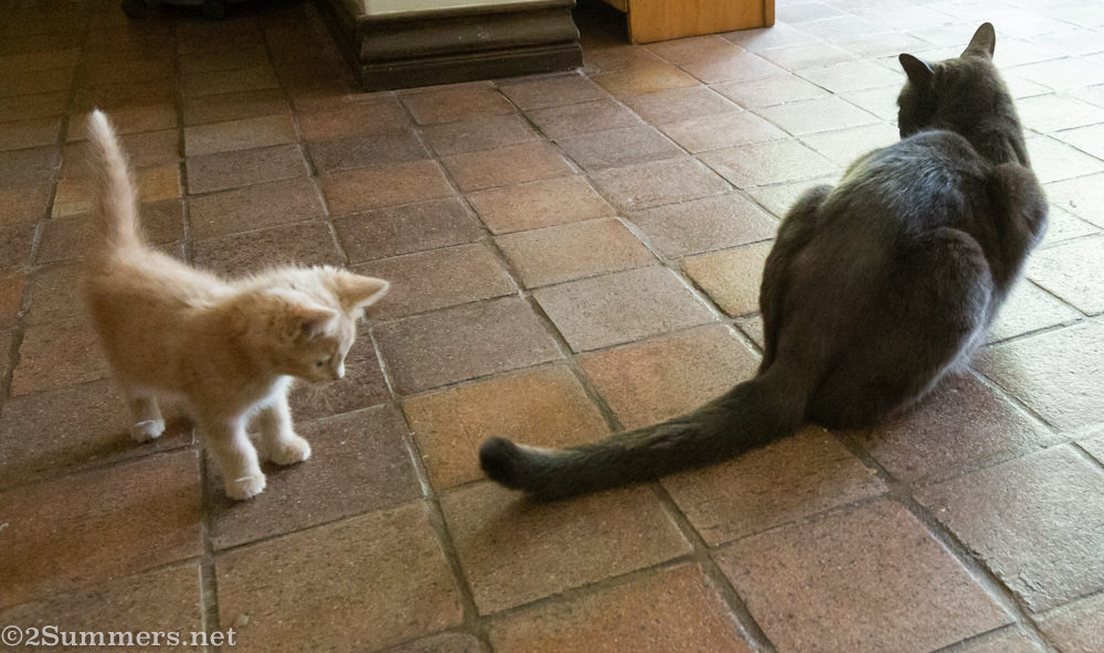 Trixie stalks Smokey’s tail