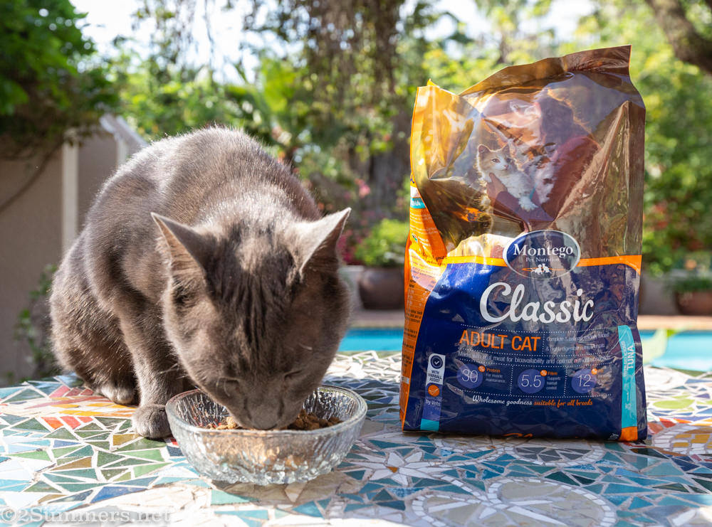 Smokey eating Montego cat food
