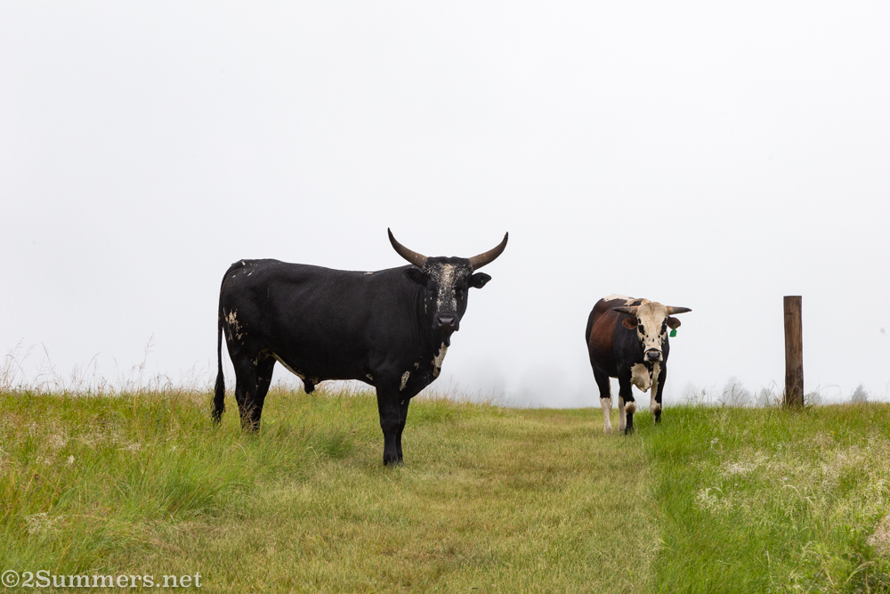 Cows at Brahman Hills